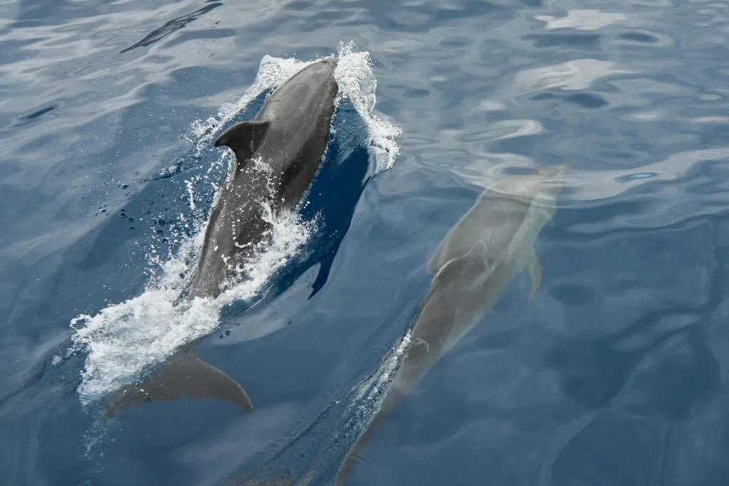 Dolphin watching