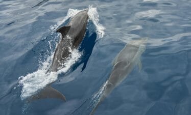 Dolphin watching